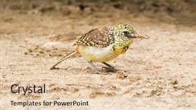  Presentation with serengeti africa - Slide deck featuring yellow streaks - female d'arnaud african barbet bird background and a lemonade colored foreground