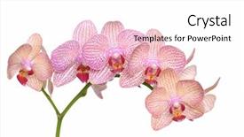  Presentation with pink and white roses country - Colorful PPT theme enhanced with streaks - pink streaked orchid isolated-white background backdrop and a white colored foreground