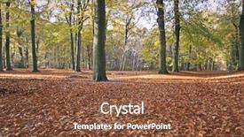  Presentation with woods - Amazing PPT layouts having strees - fall in the woods backdrop and a  colored foreground