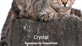  Presentation with wall street - Theme featuring street cat sitting on the wall waiting to jump background and a dark gray colored foreground