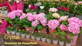  Presentation with colorful flower - Presentation having street-flower-shop-with-colorful background and a tawny brown colored foreground