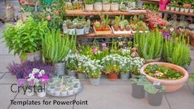  Presentation with colorful flower - Slide deck featuring street-flower-shop-with-colorful background and a light gray colored foreground