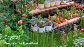  Presentation with colorful flower - PPT theme enhanced with street-flower-shop-with-colorful background and a forest green colored foreground