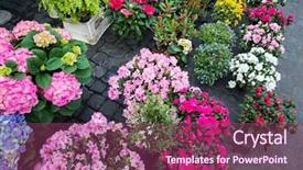  Presentation with colourful flower - Cool new PPT theme with street flower shop with colourful backdrop and a  colored foreground