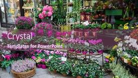  Presentation with colourful flower - Beautiful presentation design featuring street flower shop with colourful flowers backdrop and a violet colored foreground