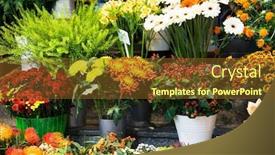  Presentation with colourful flower - Colorful presentation theme enhanced with street-flower-shop-with-colourful backdrop and a tawny brown colored foreground