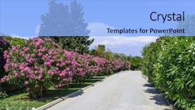  Presentation with tropical flowers - Audience pleasing theme consisting of street with oleander flowers backdrop and a light blue colored foreground