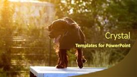  Presentation with obstacle course - PPT theme consisting of street-workout-of-scottish-setter background and a tawny brown colored foreground