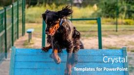  Presentation with obstacle course - Presentation theme with street-workout-of-scottish-setter background and a teal colored foreground