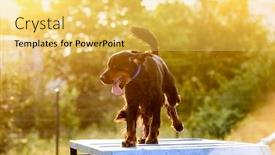  Presentation with obstacle course - Amazing presentation theme having street-workout-of-scottish-setter backdrop and a yellow colored foreground