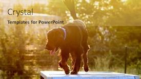  Presentation with obstacle course - PPT theme consisting of street-workout-of-scottish-setter background and a yellow colored foreground