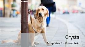  Presentation with patient waiting time - Slides having streetlamp - cute dog waiting patiently background and a sky blue colored foreground