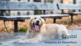  Presentation with city street - Presentation theme with streetlamp - cute dog waiting patiently background and a light blue colored foreground