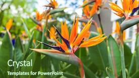  Presentation with paradise - Theme featuring strelitzia in the australian garden background and a tawny brown colored foreground