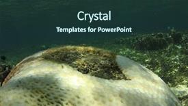  Presentation with climate change - Colorful theme enhanced with stress fish - coral bleaching dead and dying backdrop and a tawny brown colored foreground