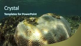  Presentation with dying - Theme featuring stress fish - coral bleaching dead and dying background and a tawny brown colored foreground