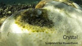  Presentation with climate change - Slides enhanced with stress fish - coral bleaching dead and dying background and a mint green colored foreground