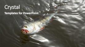  Presentation with addiction - Slide set with stress fish - perch on hook in water background and a  colored foreground