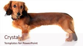  Presentation with dachshund - Presentation enhanced with stretched extra long in photoshop background and a lemonade colored foreground