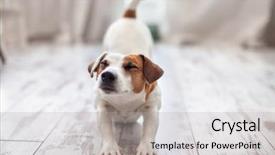  Presentation with pet - Beautiful PPT theme featuring stretching - cute dog stretches at home backdrop and a light gray colored foreground