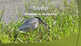  Presentation with green - PPT theme with striated-heron-also-known background and a mint green colored foreground