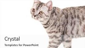  Presentation with kitten - Beautiful presentation theme featuring stright - beautiful kitten backdrop and a  colored foreground