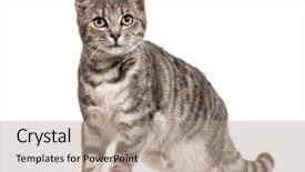  Presentation with grey strips - Theme featuring strip - grey stripped mixed-breed cat standing background and a coral colored foreground