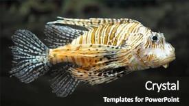  Presentation with lion - Beautiful presentation theme featuring stripe bottom - beautiful lion fish backdrop and a wine colored foreground