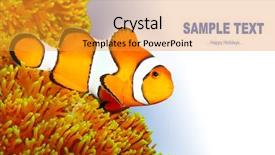  Presentation with marine life - Presentation design featuring stripe bottom - clownfish amphiprion ocellaris - marine background and a gold colored foreground