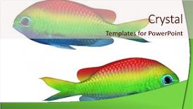  Presentation with rainbow - Theme with stripe bottom - rainbow fish isolated on white background and a sky blue colored foreground