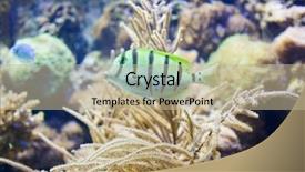  Presentation with fish - Presentation design with stripe bottom - sergeant major fish background and a mint green colored foreground