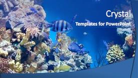  Presentation with stripe - Presentation featuring stripe bottom - sergeant major fish background and a ocean colored foreground