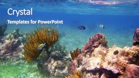  Presentation with fishes - Cool new presentation theme with stripe bottom - sergeant major fishes in caribbean backdrop and a teal colored foreground