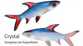  Presentation with stripe - Amazing slides having stripe bottom - tropical fish - isolated backdrop and a white colored foreground