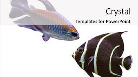  Presentation with stripe - Beautiful presentation design featuring stripe bottom - tropical fish backdrop and a white colored foreground