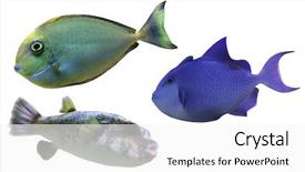  Presentation with stripe - Amazing presentation having stripe bottom - tropical fish backdrop and a white colored foreground