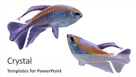  Presentation with animated fish - Colorful slide set enhanced with stripe bottom - tropical fish backdrop and a white colored foreground