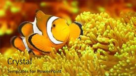  Presentation with tropical reef fish - Cool new slide deck with stripe bottom - tropical reef fish - clownfish backdrop and a gold colored foreground