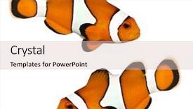  Presentation with stripe - Audience pleasing presentation theme consisting of stripe bottom - tropical reef fish - clownfish backdrop and a lemonade colored foreground