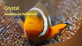  Presentation with tropical reef fish - PPT layouts enhanced with stripe bottom - tropical reef fish - clownfish background and a tawny brown colored foreground