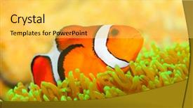  Presentation with tropical reef fish - Theme consisting of stripe bottom - tropical reef fish - clownfish background and a yellow colored foreground