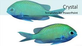  Presentation with tropical reef fish - Colorful PPT theme enhanced with stripe bottom - tropical reef fish - isolated backdrop and a seafoam green colored foreground