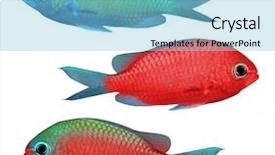  Presentation with tropical reef fish - Theme consisting of stripe bottom - tropical reef fish - isolated background and a light blue colored foreground