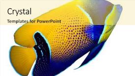  Presentation with tropical reef fish - Cool new presentation theme with stripe bottom - tropical reef fish - majestic backdrop and a yellow colored foreground