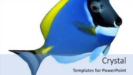  Presentation with tropical reef fish - Slides consisting of stripe bottom - tropical reef fish - surgeonfish background and a teal colored foreground