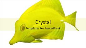  Presentation with tropical reef fish - Presentation having stripe bottom - tropical reef fish - surgeonfish background and a yellow colored foreground
