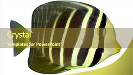  Presentation with tropical reef fish - Audience pleasing presentation theme consisting of stripe bottom - tropical reef fish - surgeonfish backdrop and a tawny brown colored foreground