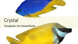  Presentation with stripe - Audience pleasing theme consisting of stripe bottom - tropical reef fish chrysiptera hemicyanea backdrop and a blonde colored foreground