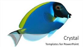 Presentation with tropical reef fish - Cool new presentation theme with stripe bottom - tropical reef fish isolated backdrop and a white colored foreground