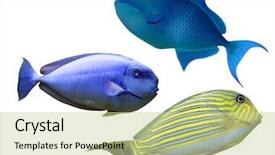  Presentation with tropical reef fish - Beautiful presentation featuring stripe bottom - tropical reef fish backdrop and a mint green colored foreground